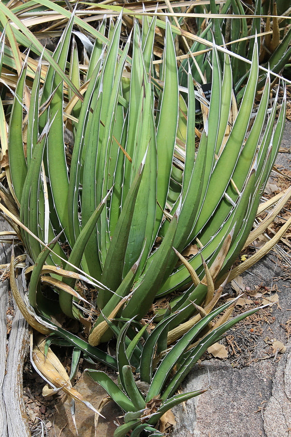 Agave lechuguilla El Paso