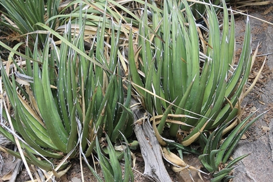 Image of Agave lechuguilla|Denver Botanic Gdn, CO|