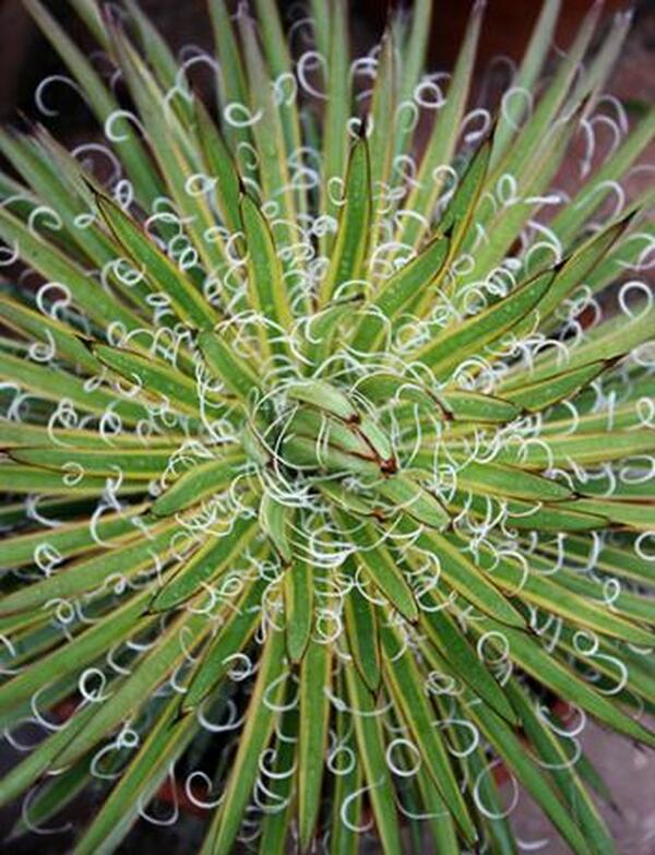 Image of Agave x leopoldii 'Hammer Time'|Juniper Level Botanic Gdn, NC|JLBG
