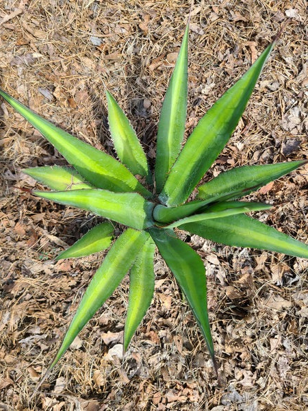Image of Agave x loferox 'Gatorade'|Juniper Level Botanic Gdn, NC|JLBG