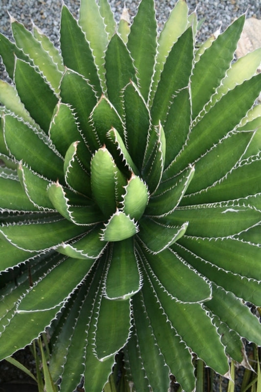 Image of Agave lophantha 'Band Aid'|Juniper Level Botanic Gdn, NC|JLBG