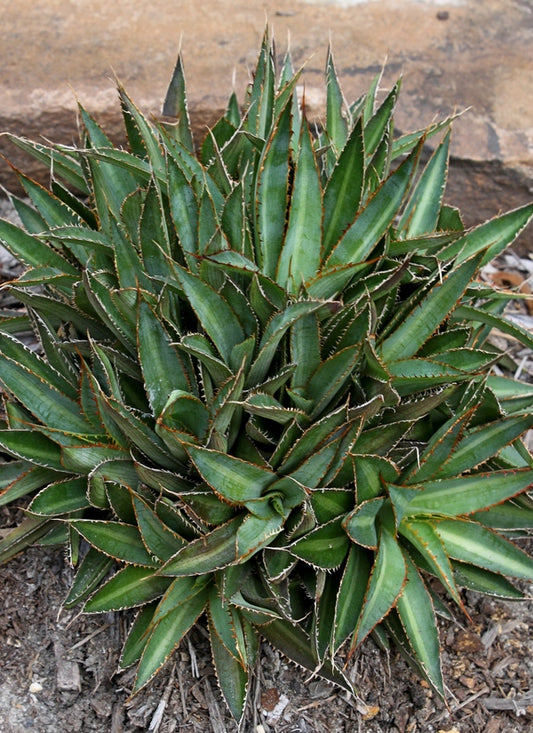 Image of Agave lophantha 'Miniskirt'||