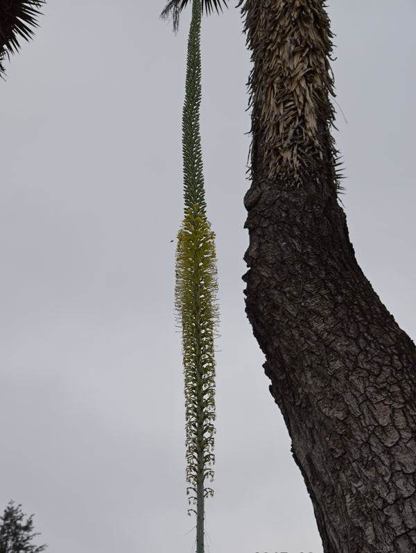 Image of Agave lophantha var. caerulescens |Huntington Botanic Garden|