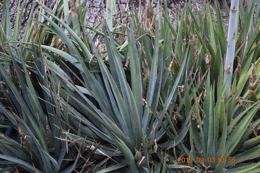 Image of Agave lophantha var. caerulescens |Huntington Botanic Garden|