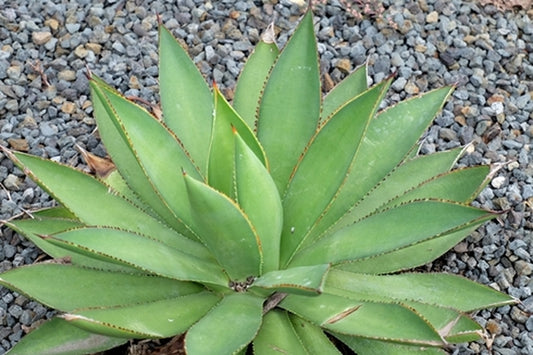 Image of Agave x mitiflora 'Aristocrat'