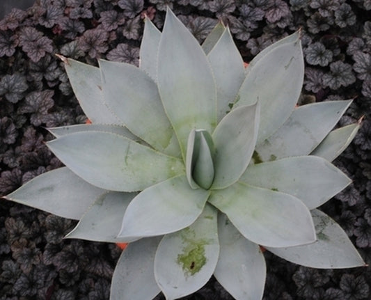 Image of Agave mitis var. albidior 'Silver Anniversary'|Walters Gardens, MI|H. Hansen