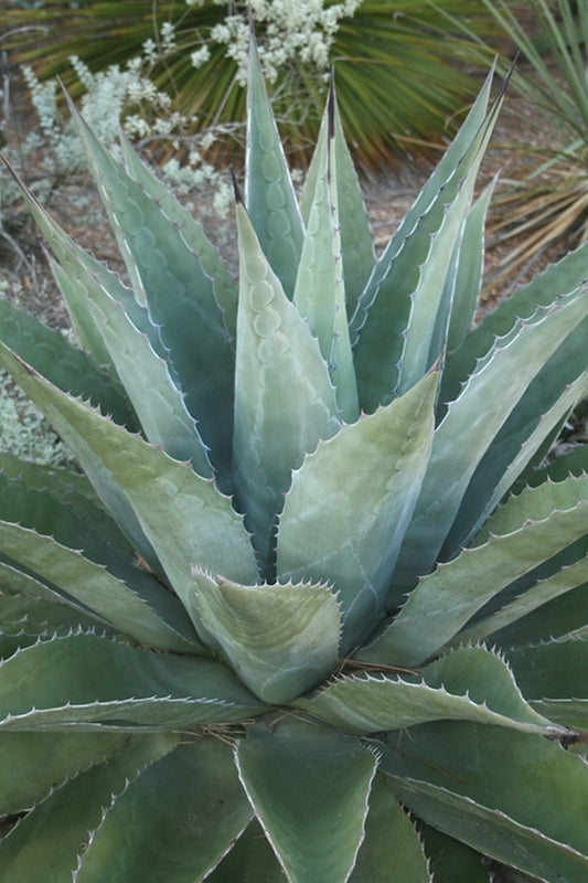 Image of Agave montana 'Baccarat'|Peckerwood Gdn, TX|
