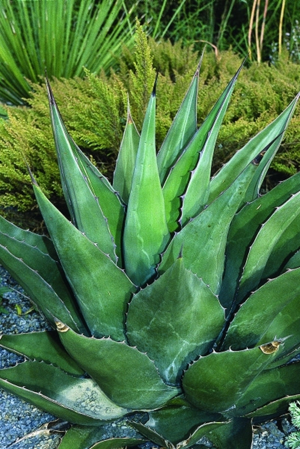 Agave Green / S