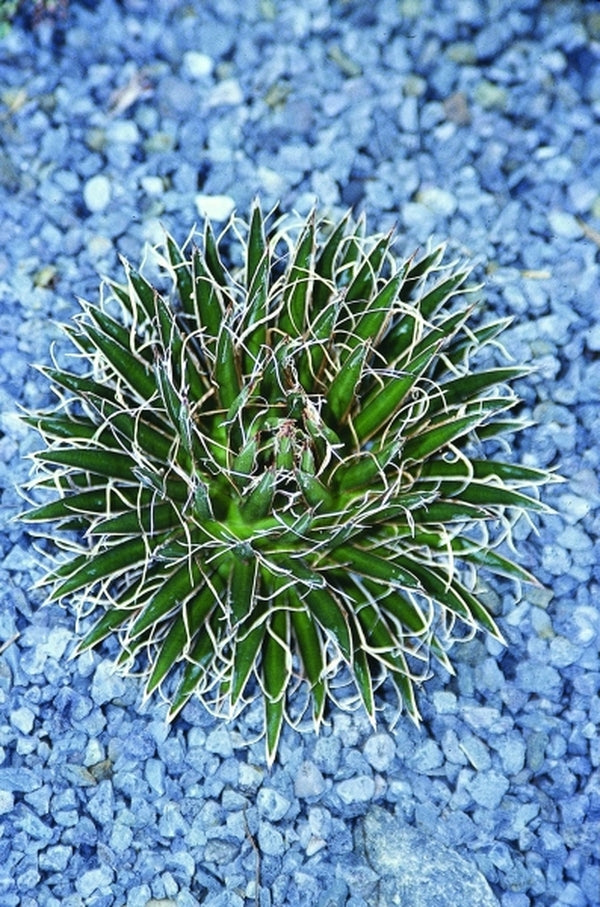 Image of Agave multifilifera|Juniper Level Botanic Gdn, NC|JLBG