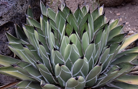Image of Agave nickelsiaetaken at Huntington Gdn, CA by T. Avent