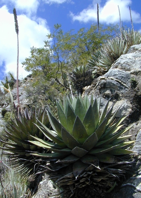 Image of Agave obscura coll. #D12-42|In Situ, Mexico|C. Schoenfeld