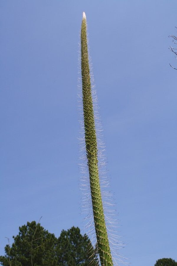 Image of Agave ocahui var. longifolia|Juniper Level Botanic Gdn, NC|JLBG