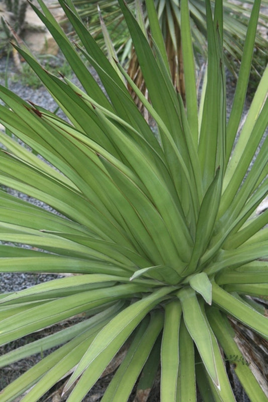 Image of Agave ocahui var. longifolia|Juniper Level Botanic Gdn, NC|JLBG