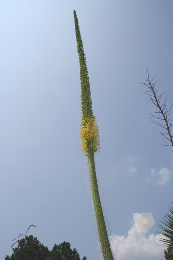 Image of Agave ocahui var. longifolia|Juniper Level Botanic Gdn, NC|JLBG