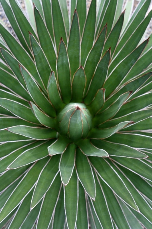 Image of Agave ocahui var. ocahui|Juniper Level Botanic Gdn, NC|JLBG
