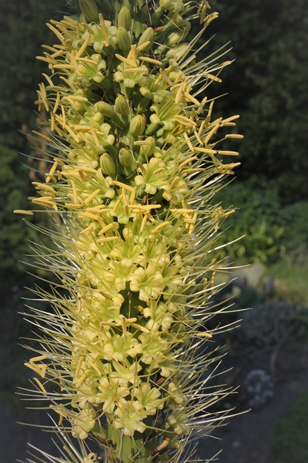 Image of Agave ocahui var. ocahui|Juniper Level Botanic Gdn, NC|JLBG