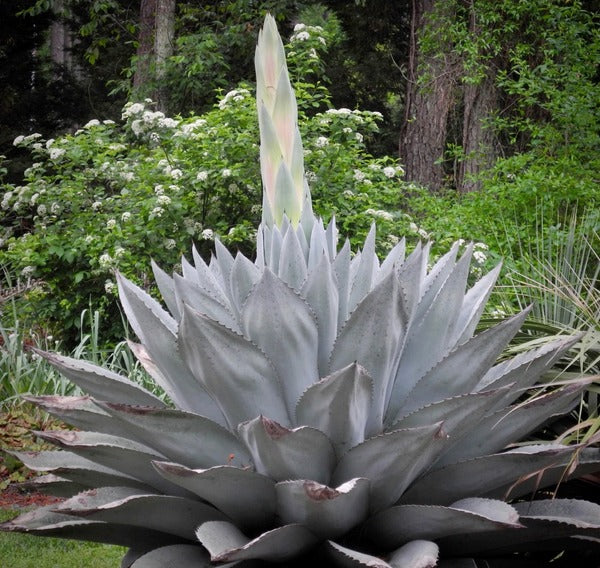 Learn about Agave ovatifolia 'Blue Dreams' | Blue Dreams Whale's