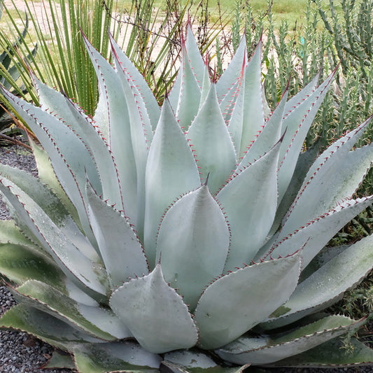 Image of Agave x ovatispina 'Blue Rapture'|Juniper Level Botanic Gdn, NC|JLBG