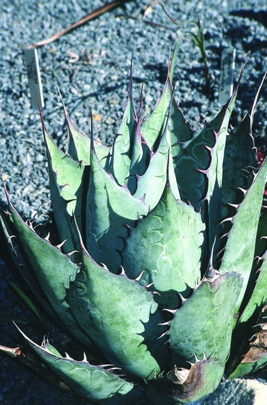 Image of Agave parrasana 'Meat Claw'|Juniper Level Botanic Gdn, NC|JLBG