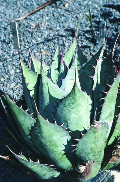 Learn about Agave parrasana 'Meat Claw' | Meat Claw Hardy Century