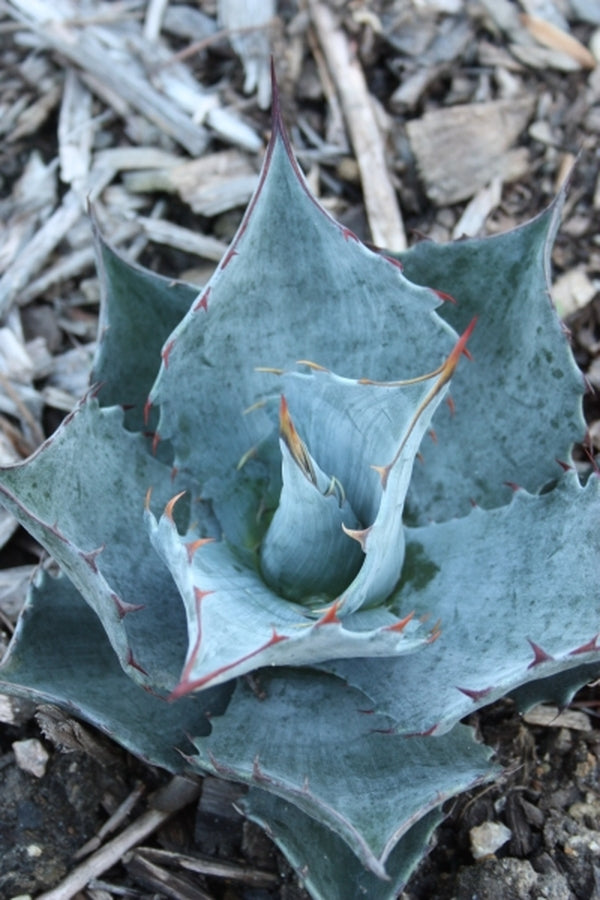 Image of Agave parrasana x colorata|Juniper Level Botanic Gdn, NC|JLBG