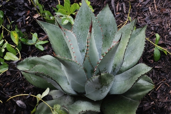 Image of Agave parryi Chihuahua form||