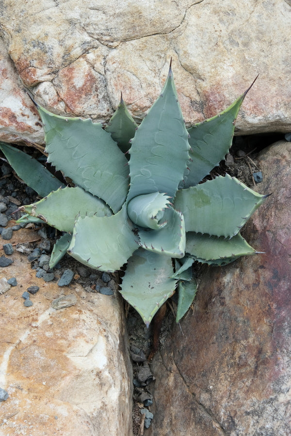 Image of Agave parryi ssp. couesii Yavapai Co., Arizonataken at Juniper Level Botanic Gdn, NC by JLBG
