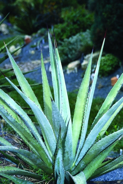 Agave parryi ssp couesii