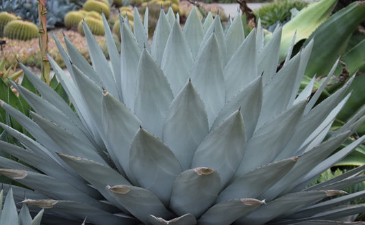 Image of Agave parryi ssp. huachucensis 'Wakefield'|Huntington Gdn, CA|