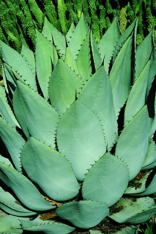 Image of Agave parryi ssp. huachucensis|R. Bancroft Gdn, CA|