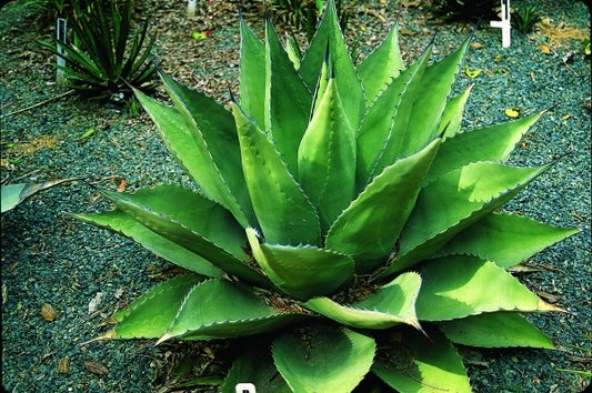 Image of Agave parryi ssp. neomexicana hybrids|J.C. Raulston Arboretum, NC|