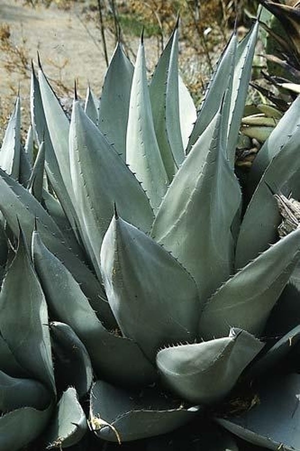 Image of Agave parryi ssp. neomexicana|R. Bancroft Gdn, CA|