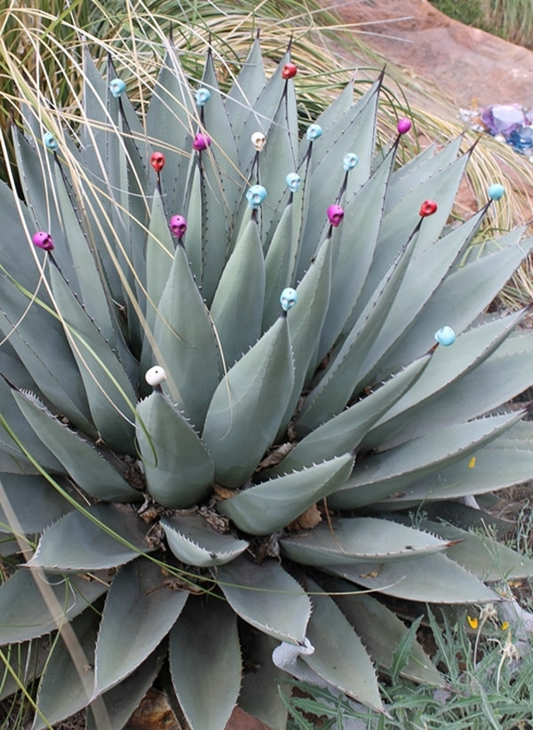 Image of Agave parryi ssp. neomexicana|Dan Johnson Gdn, CO|