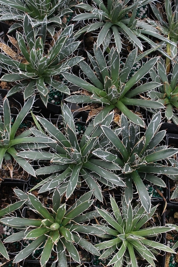 Image of Agave parviflora ssp. flexiflora