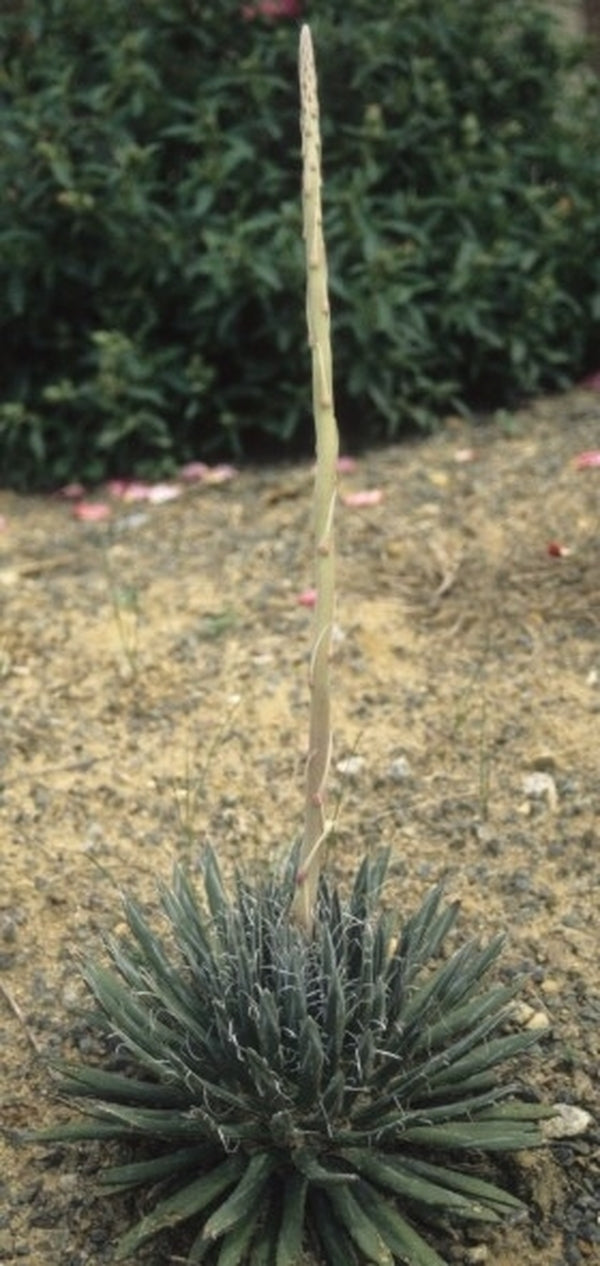 Agave Americana, Agave Gialla, Pa Fotografia Stock - Immagine di
