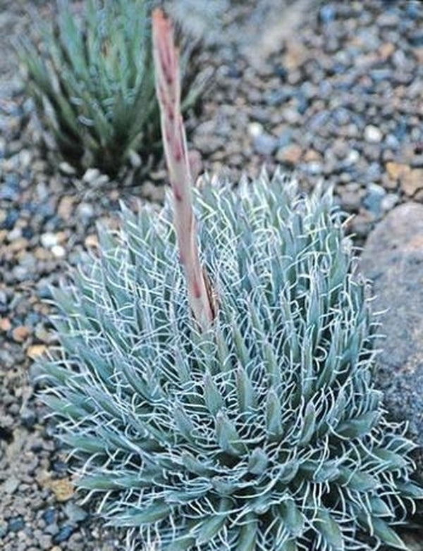 Image of Agave polianthiflora|Berkeley Botanic Gdn, CA|