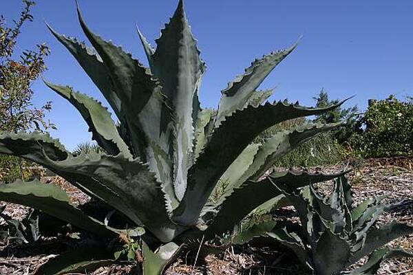 Image of Agave x protamericana 'Funky Toes' by Yucca Do