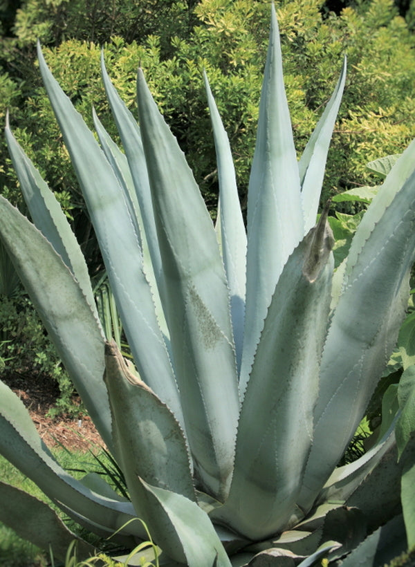 Image of Agave x protamericana 'Silver Surfer'||