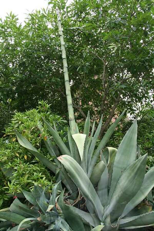Image of Agave x protamericana||