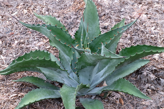 Image of Agave x pseudoferox 'Bluebell Giants'|Juniper Level Botanic Gdn, NC|JLBG