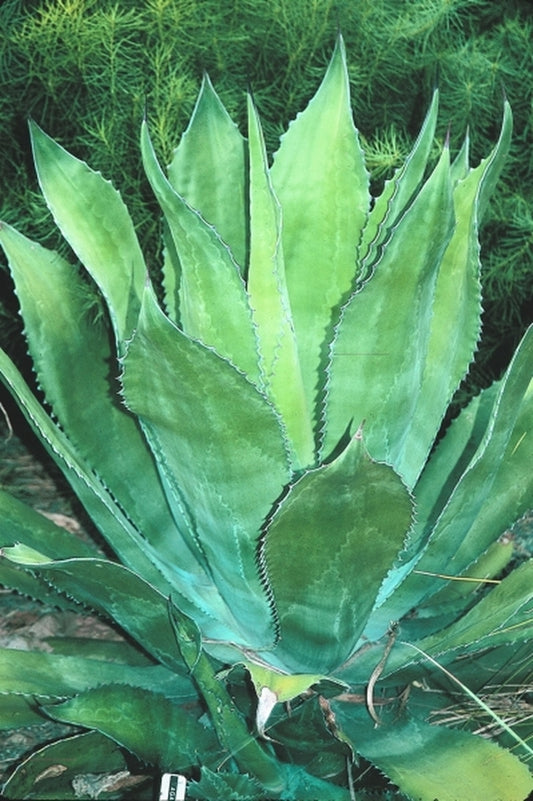 Image of Agave salmiana var. ferox D12-65|J.C. Raulston Arboretum, NC|