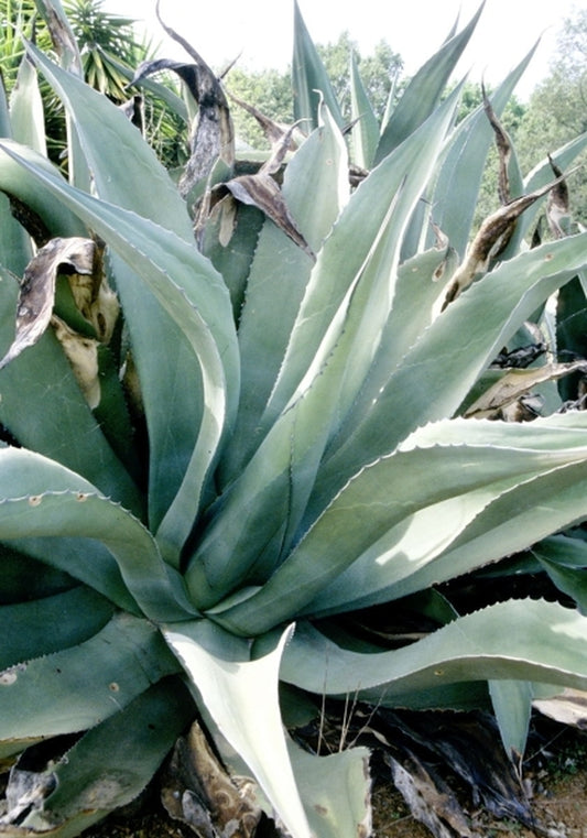 Image of Agave salmiana var. ferox Grey Form|M. McPhetters Gdn, CA|