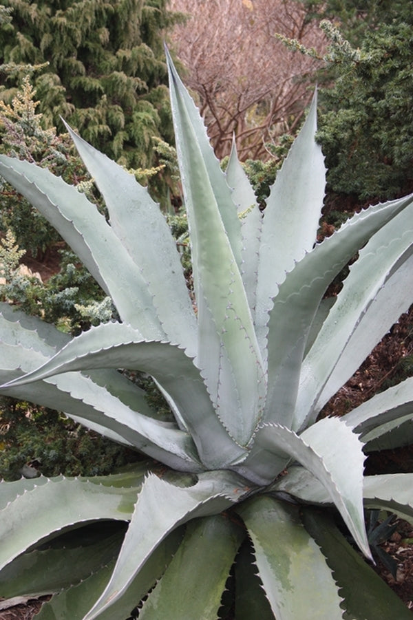 Learn about Agave salmiana var. ferox x asperrima | La Escondida