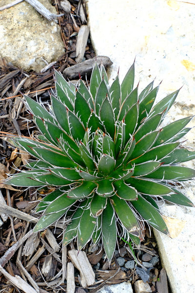 Learn about Agave schidigera banded | Banded Hairy Century Plant