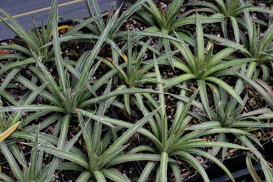 Image of Agave schottii Cochise Stronghold form||