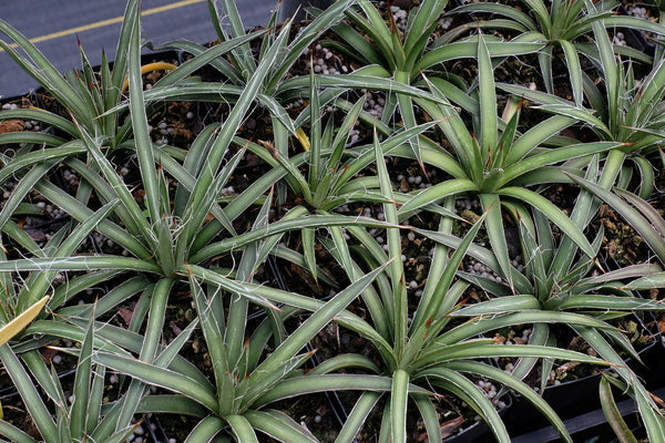 Agave schottii Cochise Stronghold form