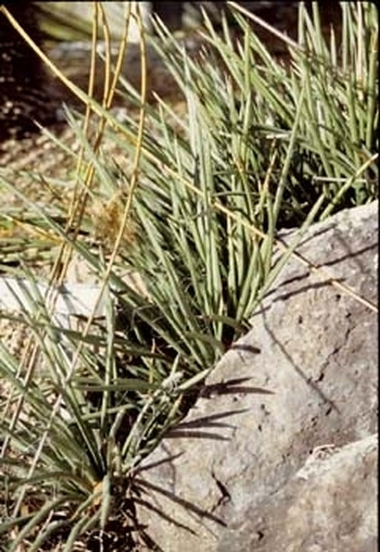 Image of Agave schottii|UC Berkeley Botanic Gdn, CA|