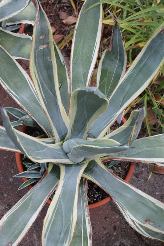 Image of Agave sisalana 'Vegas Strip'|Juniper Level Botanic Gdn, NC|JLBG