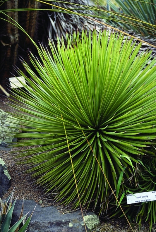 Image of Agave striata Espadina Form|UC Berkeley Botanic Gdn, CA|