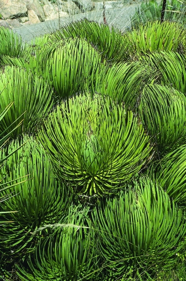 Agave stricta